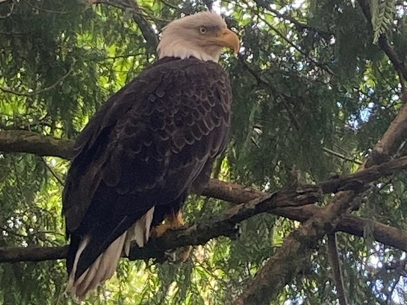 A bald eagle perched on a spruce branch