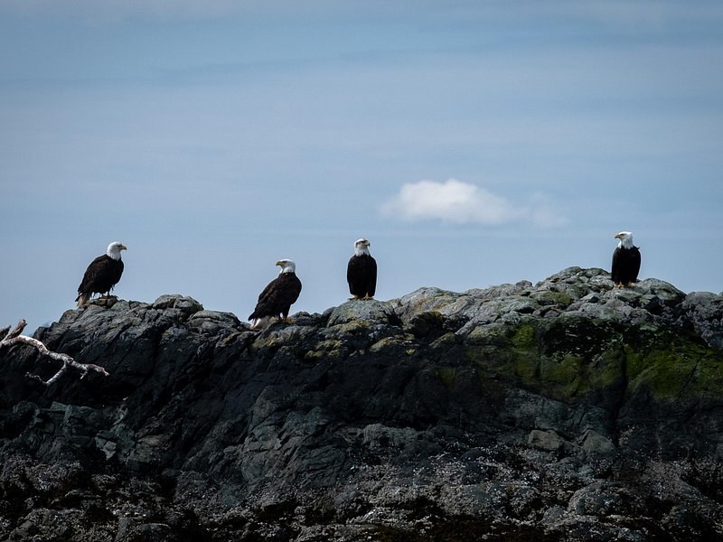 Four bald eagles perched along a dark rock at the water's edge
