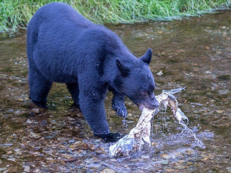 A black bear splashing through a stream with a salmon in its jaws