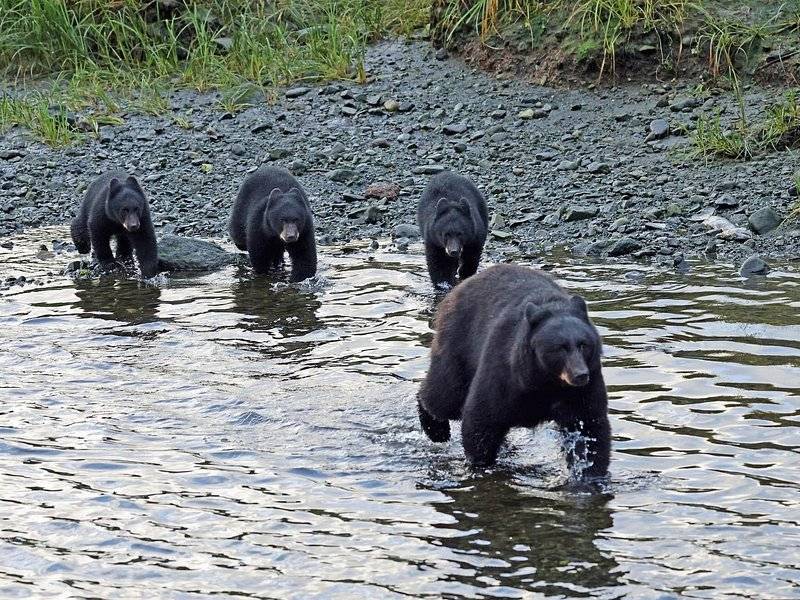Four black bears wading through a shallow stream
