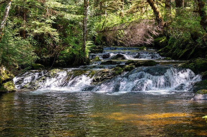 A creek tumbling over rock ledges under the rainforest canopy