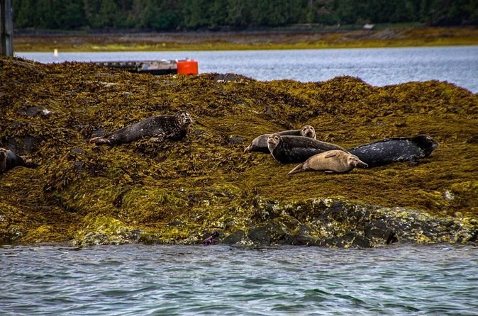 Harbour seals hauled out on a seaweed-covered rock