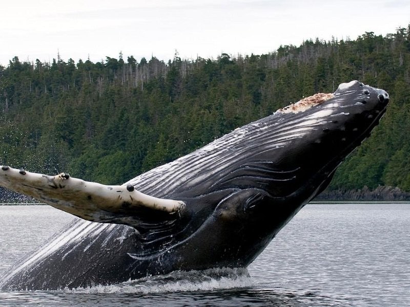 A humpback whale breaching beside a forested shore