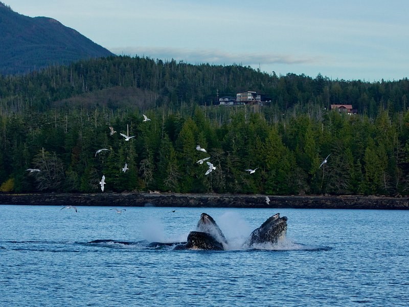 Humpback whales surfacing with open mouths, gulls wheeling over the forested shore