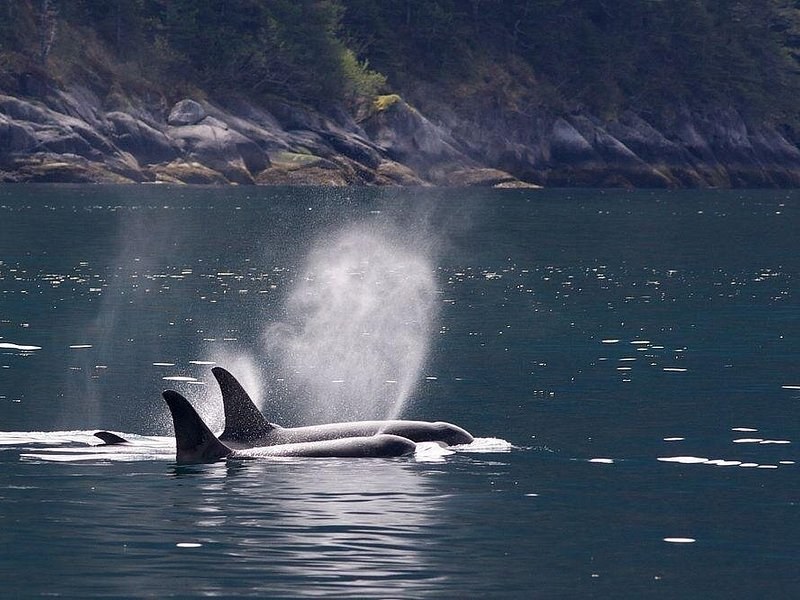 A pod of orcas surfacing in a line, one sending up a blow