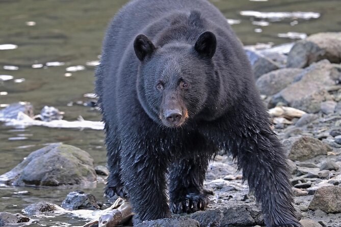 Ketchikan Wildlife Tours “Over The Top Tours”