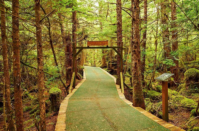 A boardwalk trail running between tall spruce and hemlock in the rainforest