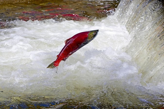 A red sockeye salmon leaping up through white water