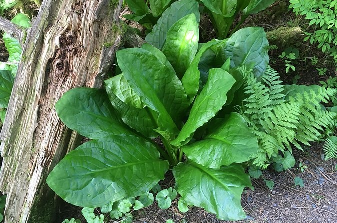 Skunk cabbage leaves and ferns on the rainforest floor