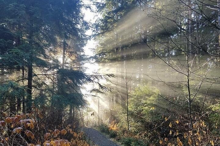 Sunlight slanting through mist between rainforest trunks