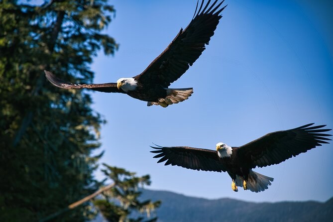 Two bald eagles in flight against a blue sky