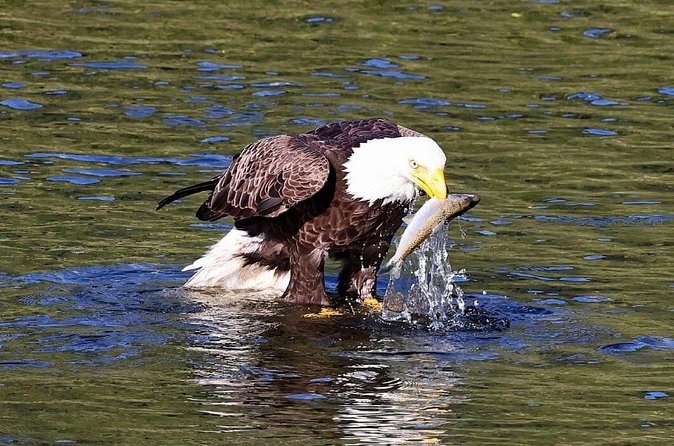 2-Hour Wildlife and Culture small van Excursion in Ketchikan