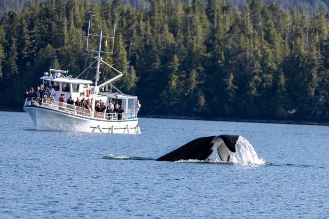 Ketchikans Best Wildlife, Sightseeing and Whale Watching Quest