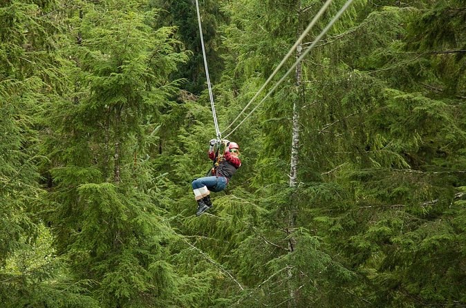 A zipline rider crossing high above the spruce canopy